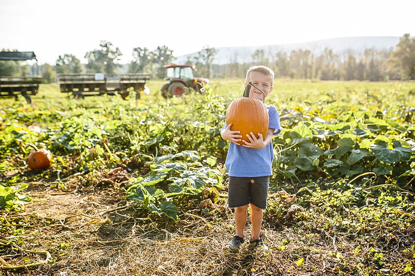 Great Country Farms pumpkin patch