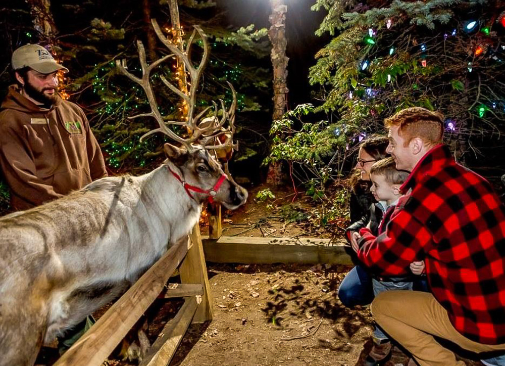 Image of family and reindeer at Stone Zoo's Christmas ZooLights