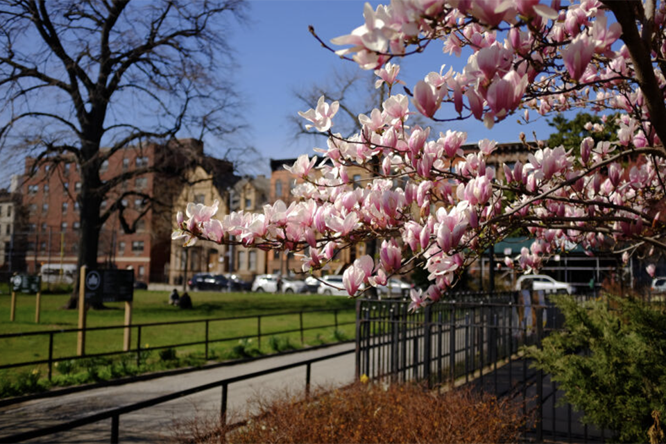 Bed-Stuy Brooklyn with kids: Herbert Von King Park