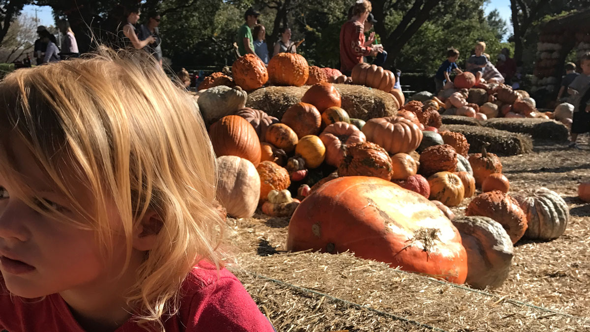Autumn at the Arboretum is one of the best fall festivals in DFW! 