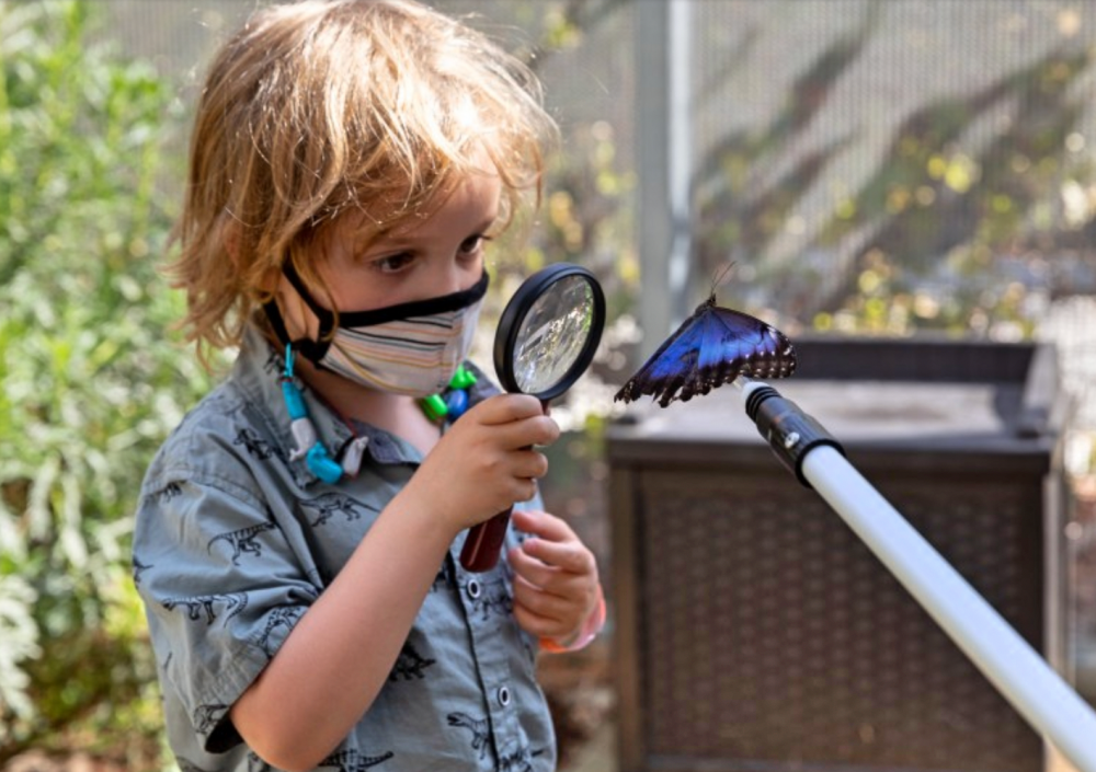 The Butterfly Pavilion Ushers in Spring at the Natural History Museum I spy with my little eye something that can flutter by!